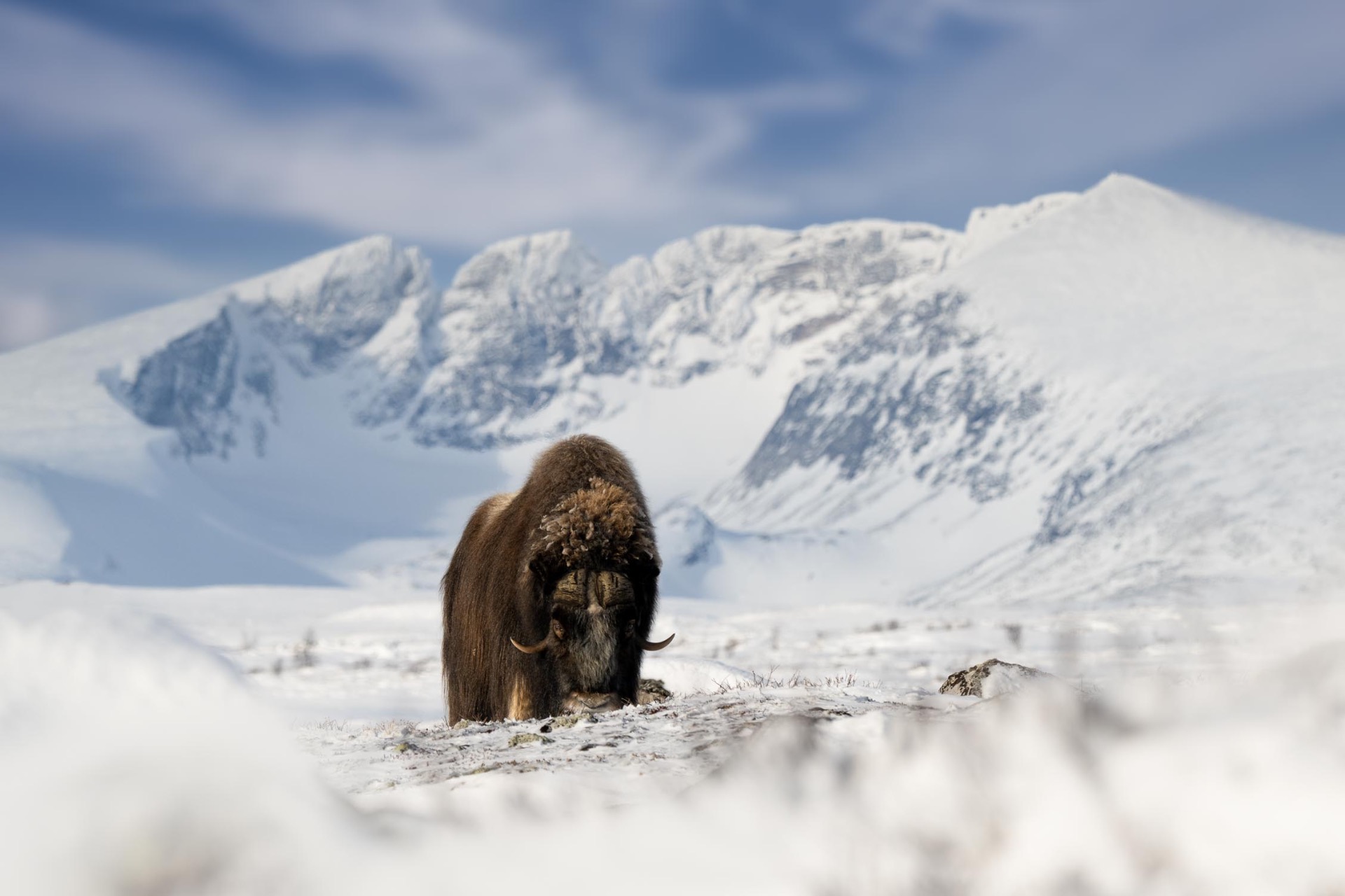 Kongen og Dronninga av Dovrefjell