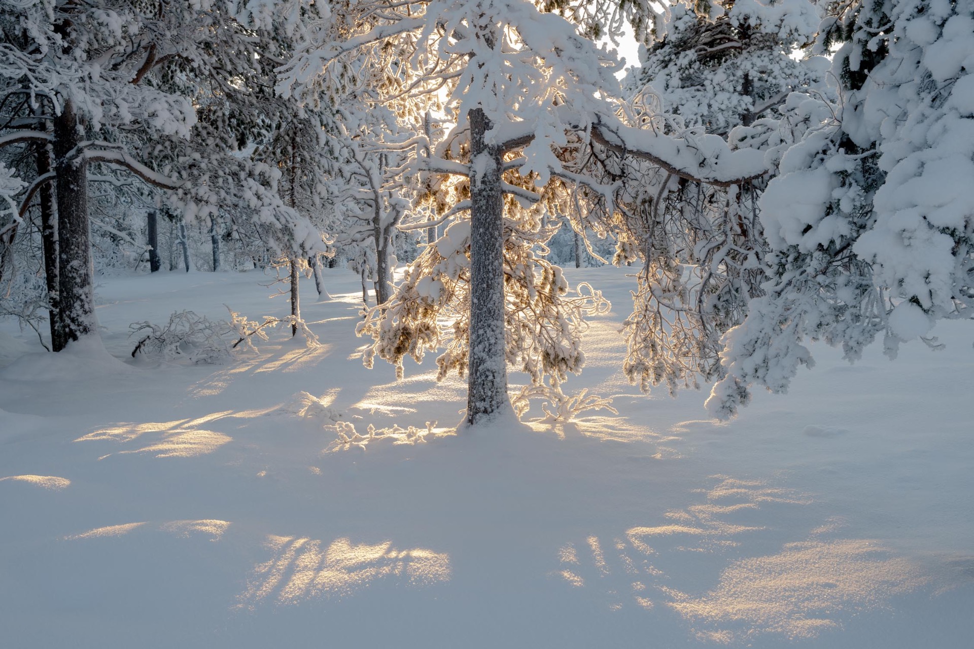 Solglimt