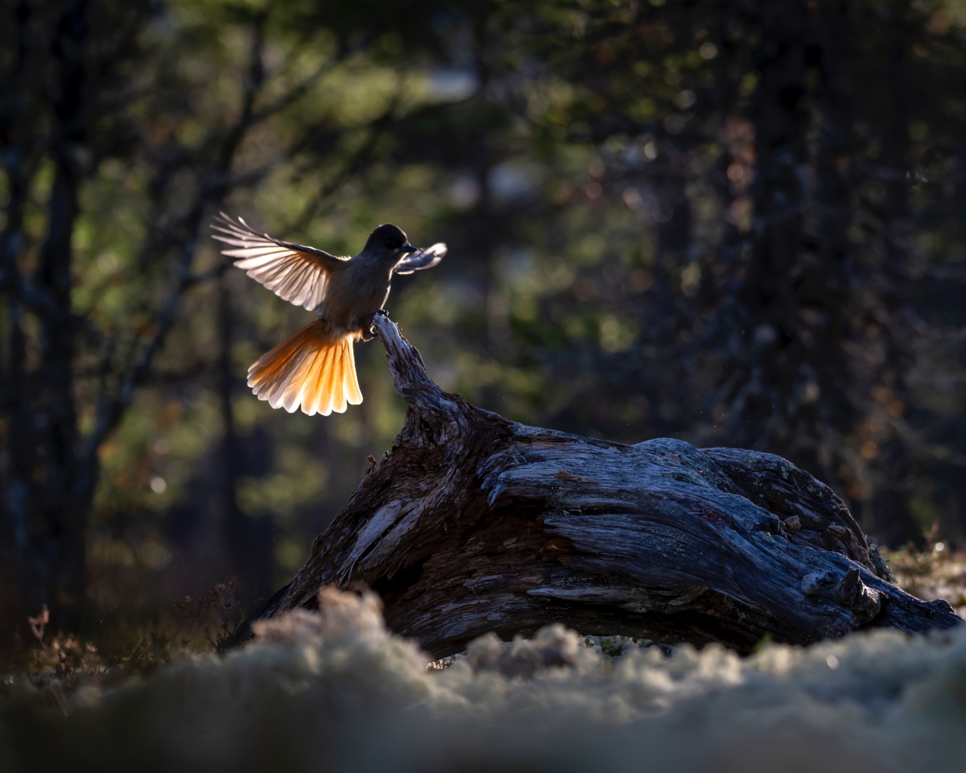 Lavskrike inn for landing