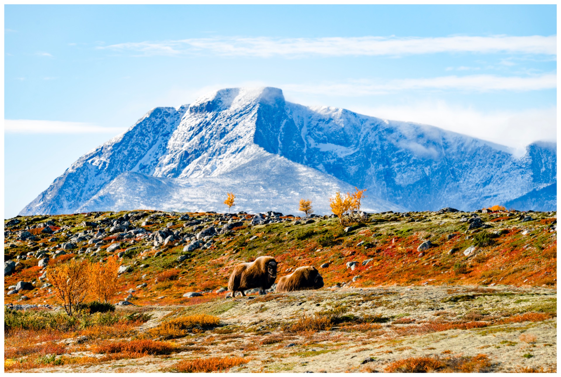 Høst på Dovrefjell. Snødryss på Storstygge Svånåtind